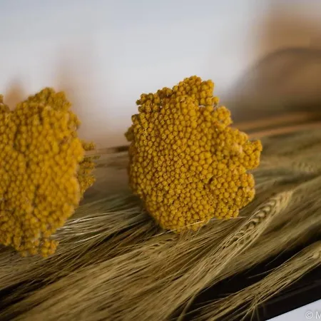 Of Comfort Apartment *